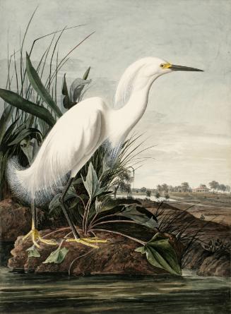 Snowy Egret (Egretta thula), Study for Havell pl. 242