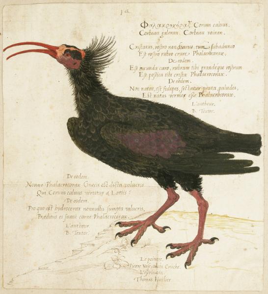 Rare Watercolors of European Birds, 1540-1590