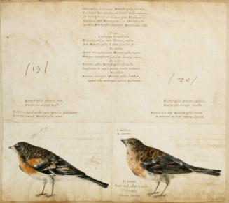 Brambling (Fringilla montifrigilla), Summer Male