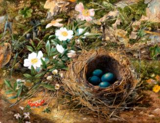 Bird's Nest and Dog Roses