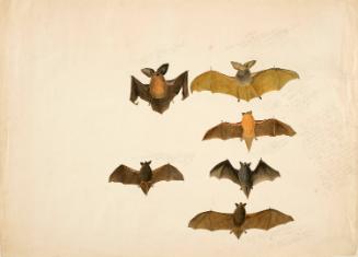 Studies of Six Bats