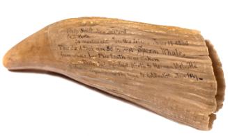 Scrimshaw (whale's tooth)