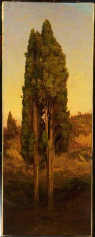 Study of Two Italian Cypress Trees