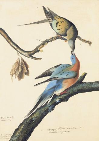 Passenger Pigeon (Ectopistes migratorius), Study for Havell pl. 62