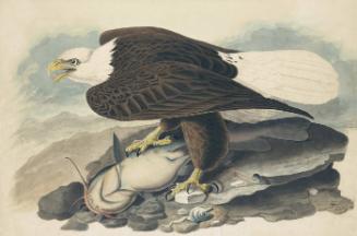Bald Eagle (Haliaeetus leucocephalus), Study for Havell pl. 31