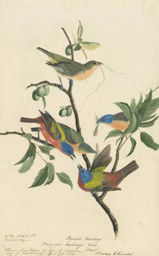 Painted Bunting (Passerina ciris), Study for Havell pl. 53