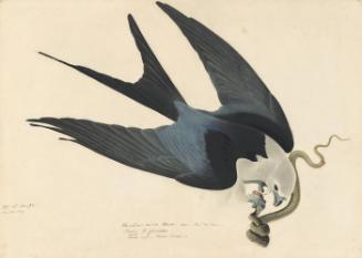 Swallow-tailed Kite (Elanoides forficatus), Study for Havell pl. 72