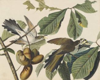Yellow-billed Cuckoo (Coccyzus americanus), Study for Havell pl. 2