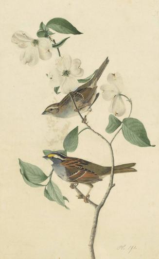 White-throated Sparrow (Zonotrichia albicollis), Study for Havell pl. 8