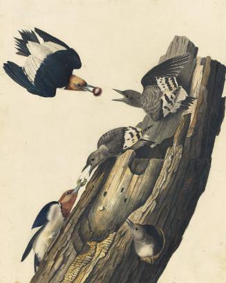 Red-headed Woodpecker (Melanerpes erythrocephalus), Study for Havell pl. 27