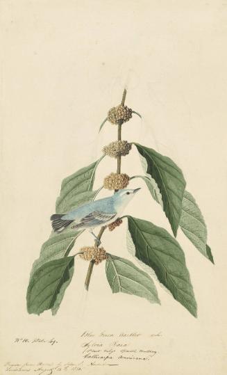 Cerulean Warbler (Setophaga cerulea), Study for Havell pl. 49