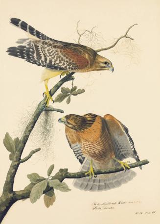 Red-shouldered Hawk (Buteo lineatus), Study for Havell pl. 56