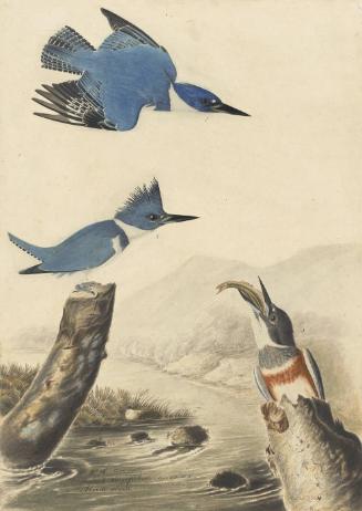 Belted Kingfisher (Megaceryle alcyon), Study for Havell pl. 77