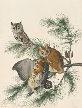 Eastern Screech-Owl (Otus asio), Study for Havell pl. 97