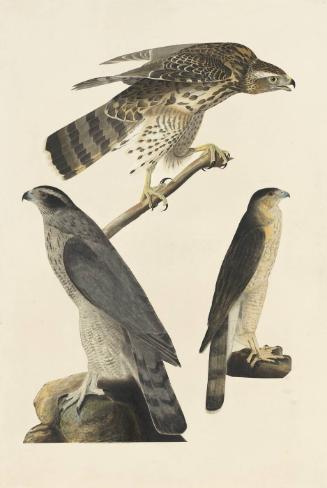Northern Goshawk (Accipiter gentilis) and Cooper's Hawk (Accipiter cooperii), Study for Havell pl. 141