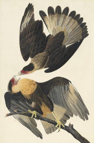 Crested Caracara (Caracara cheriway), Study for Havell pl. 161