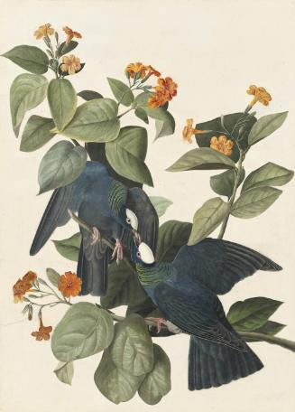 White-crowned Pigeon (Patagioenas leucocephala), Study for Havell pl. 177