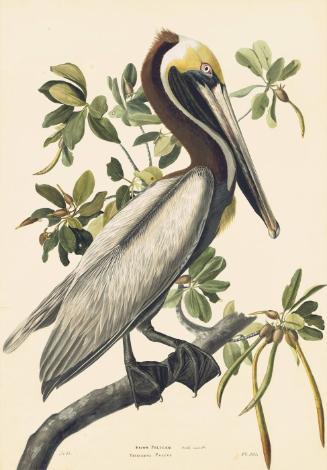 Brown Pelican (Pelecanus occidentalis), Study for Havell pl. 251