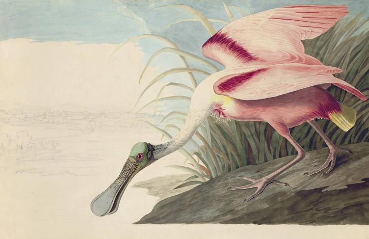 Roseate Spoonbill (Platalea ajaja), Havell plate no. 321