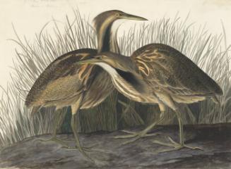 American Bittern (Botaurus lentiginosus), Havell plate no. 337