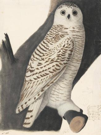 Snowy Owl (Bubo scandiacus); sketches of two beaks and a talon