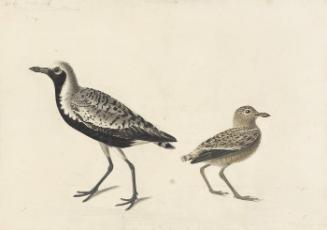 Black-bellied Plover (Pluvialis squatarola), Havell Plate 334 [only immature used]