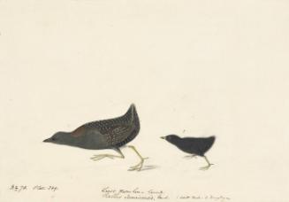 Black Rail (Laterallus jamaicensis), Havell plate no. 349