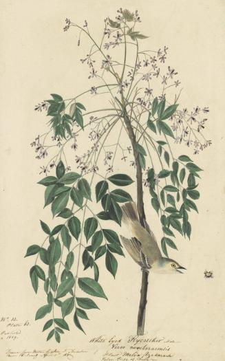 White-eyed Vireo (Vireo griseus), Study for Havell pl. 63