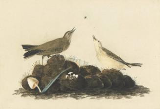 Water Pipit (Anthus spinoletta), Study for Havell pl. 10