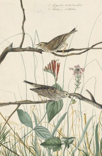 Savannah Sparrow (Passerculus sandwichensis), Study for Havell pl. 109