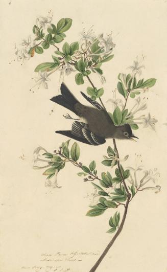 Eastern Wood-Pewee (Contopus virens), Study for Havell pl. 115; very faint sketch of bill