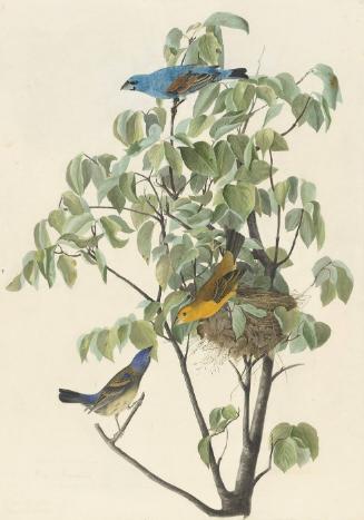 Blue Grosbeak (Guiraca caerulea), Study for Havell pl. 122