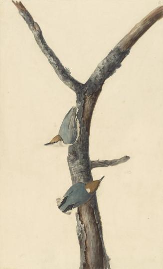 Brown-headed Nuthatch (Sitta pusilla), Study for Havell pl. 125
