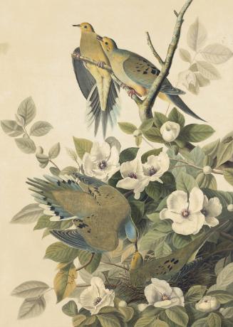 Mourning Dove (Zenaida macroura), Study for Havell pl. 17