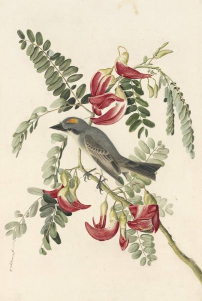 Gray Kingbird (Tyrannus dominicensis), Study for Havell pl. 170