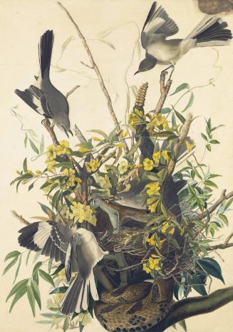 Northern Mockingbird (Mimus polyglottos), Study for Havell pl. 21