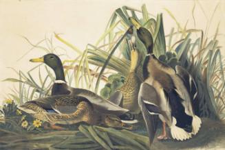 Mallard (Anas platyrhynchos), Study for Havell pl. 221