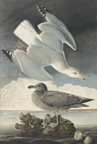 Herring Gull (Larus argentatus), Havell plate no. 291