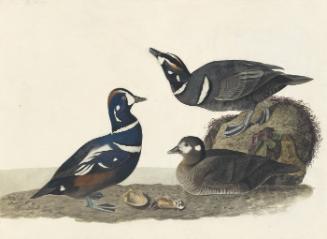 Harlequin Duck (Histrionicus histrionicus), Havell plate no. 297