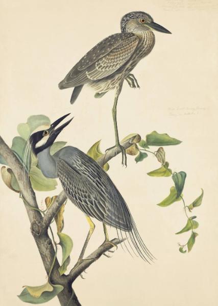 Yellow-crowned Night-Heron (Nyctanassa violacea), Havell plate no. 336