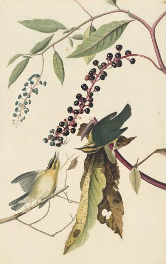 Worm-eating Warbler (Helmitheros vermivorus), Study for Havell pl. 34