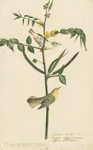 Yellow Warbler (Setophaga petechia), Study for Havell pl. 35