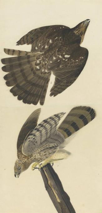 Cooper's Hawk (Accipter cooperii), Study for Havell pl. 36
