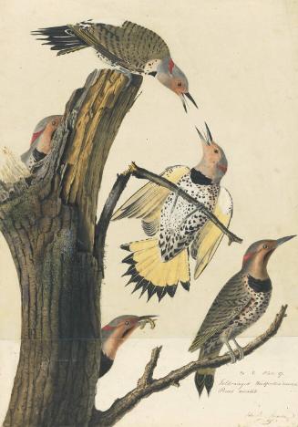 Northern Flicker (Colaptes auratus) Yellow-shafted, Study for Havell pl. 37