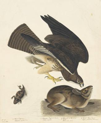 Swainson's Hawk (Buteo swainsoni), Havell plate no. 372