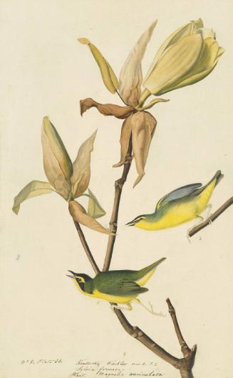Kentucky Warbler (Geothlypis formosa), Study for Havell pl. 38