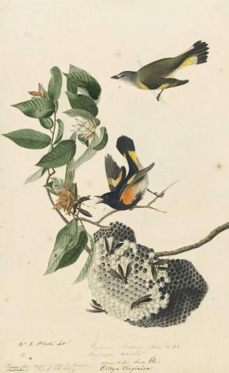 American Redstart (Setophaga ruticilla), Study for Havell pl. 40