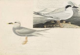 Forster's Tern (Sterna forsteri) and Snowy-crowned Tern (Sterna trudeaui), Study for Havell pl. 409