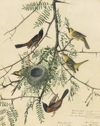 Orchard Oriole (Icterus spurius), Study for Havell pl. 42