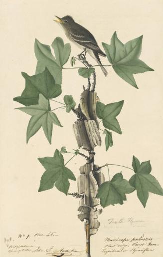 Willow Flycatcher (Empidonax traillii), Study for Havell pl. 45; sketch of a bird beak